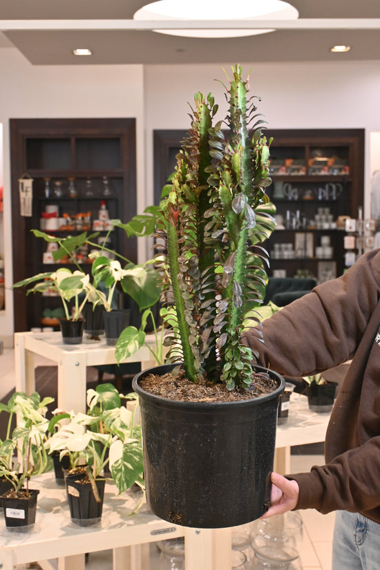 Euphorbia Red Trigona *NO SHIPPING*