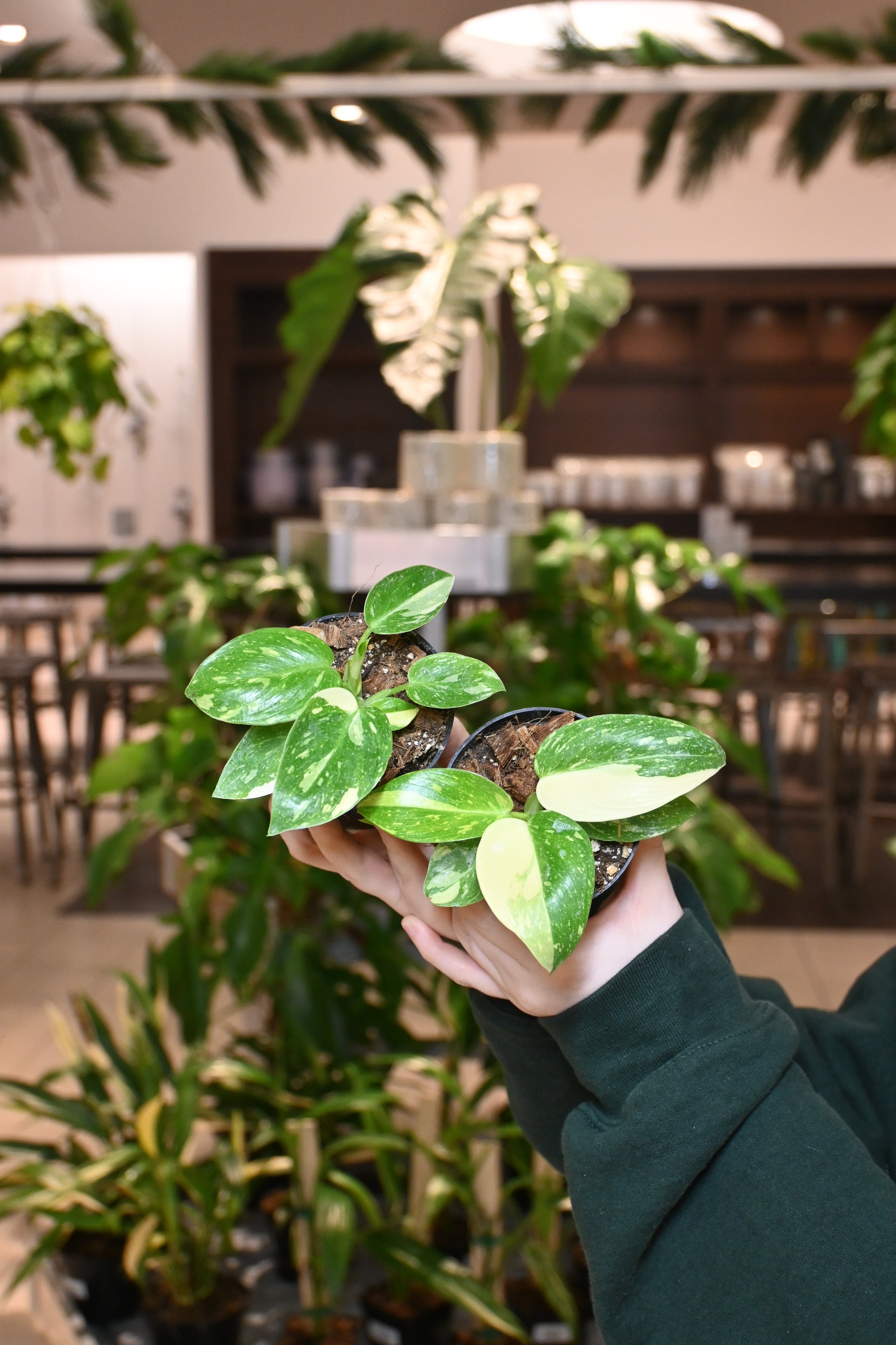 Philodendron Texas Jose Buono