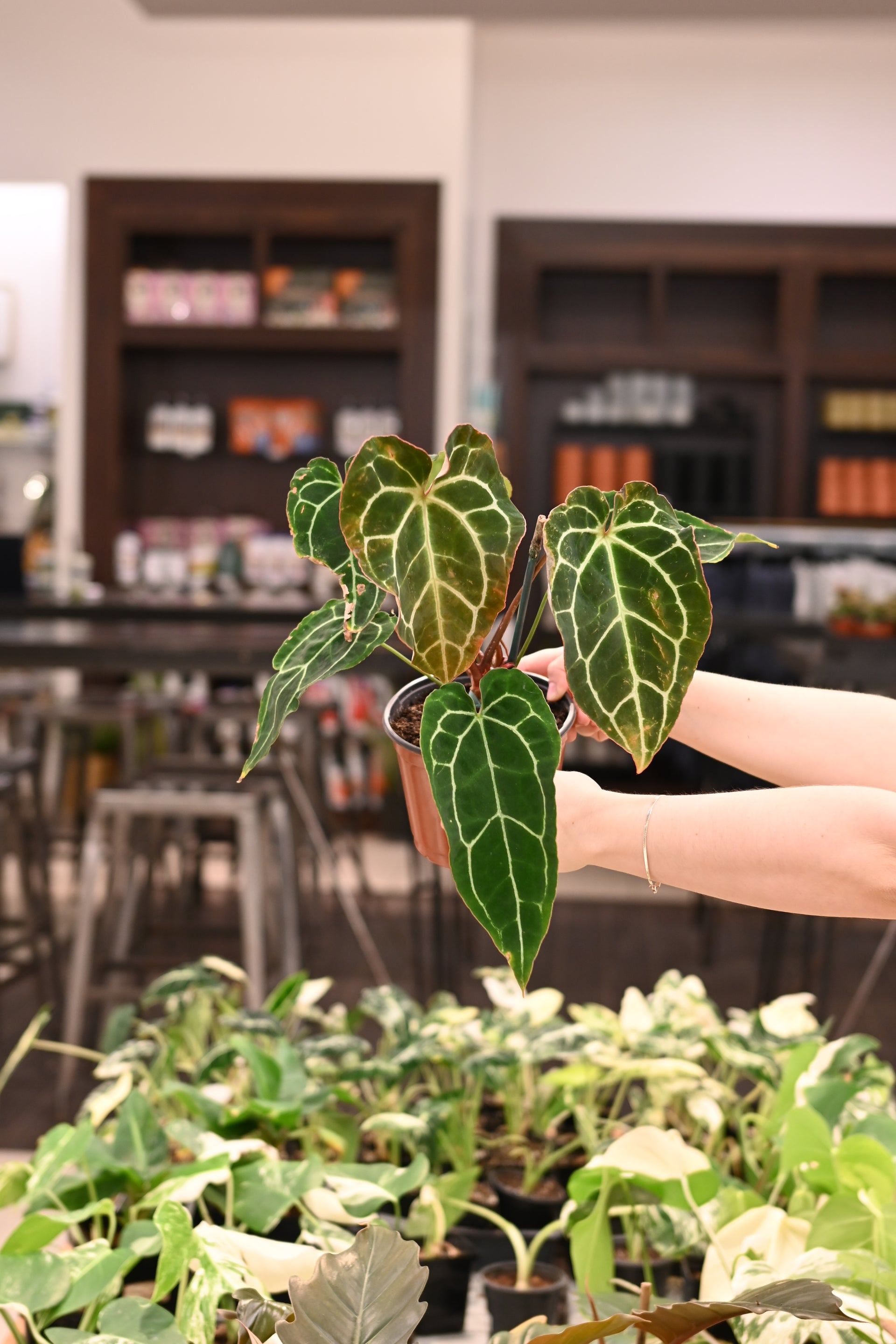 anthurium crystallinum uk Anthurium Crystallinum