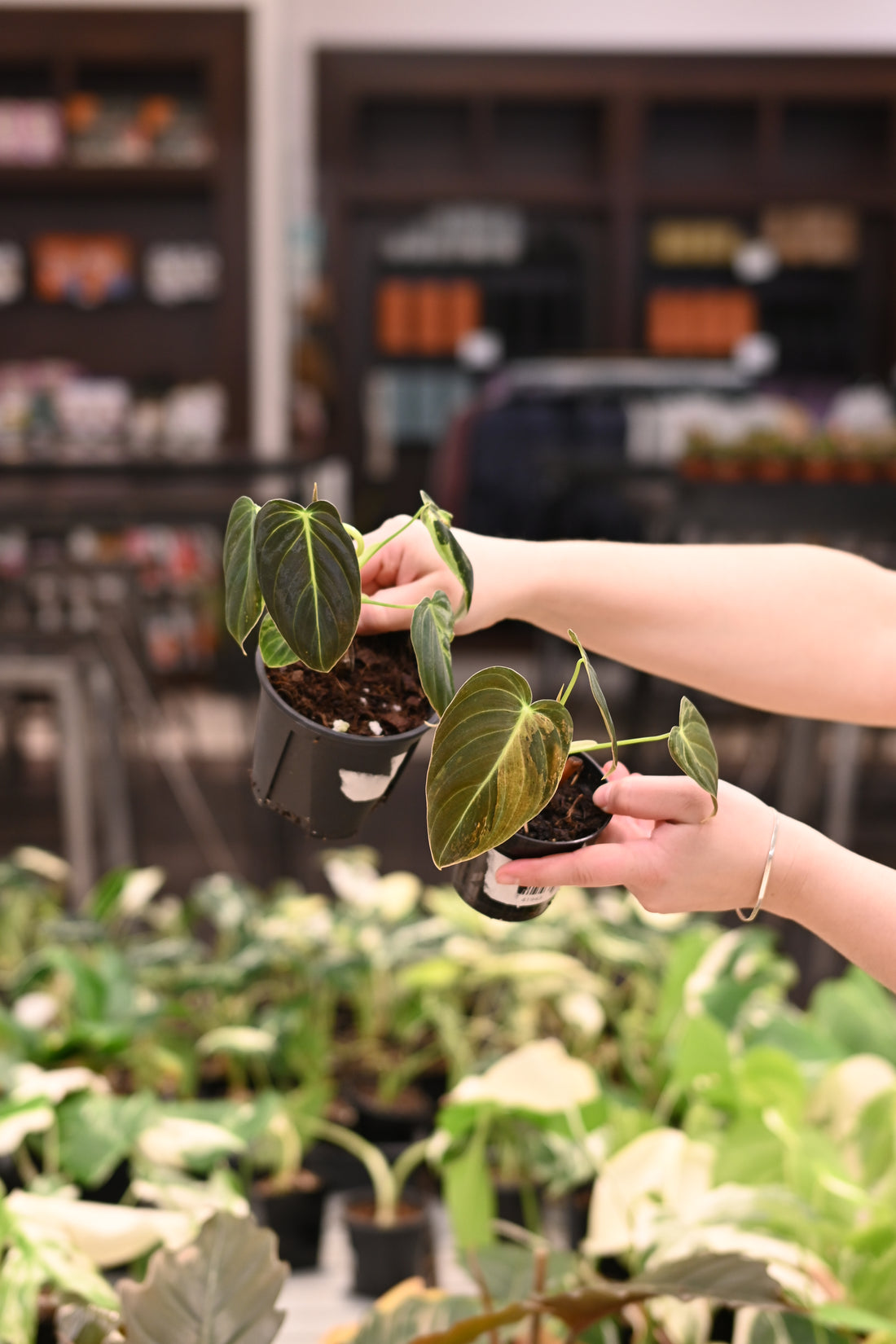 Philodendron Melanochrysum Variegated