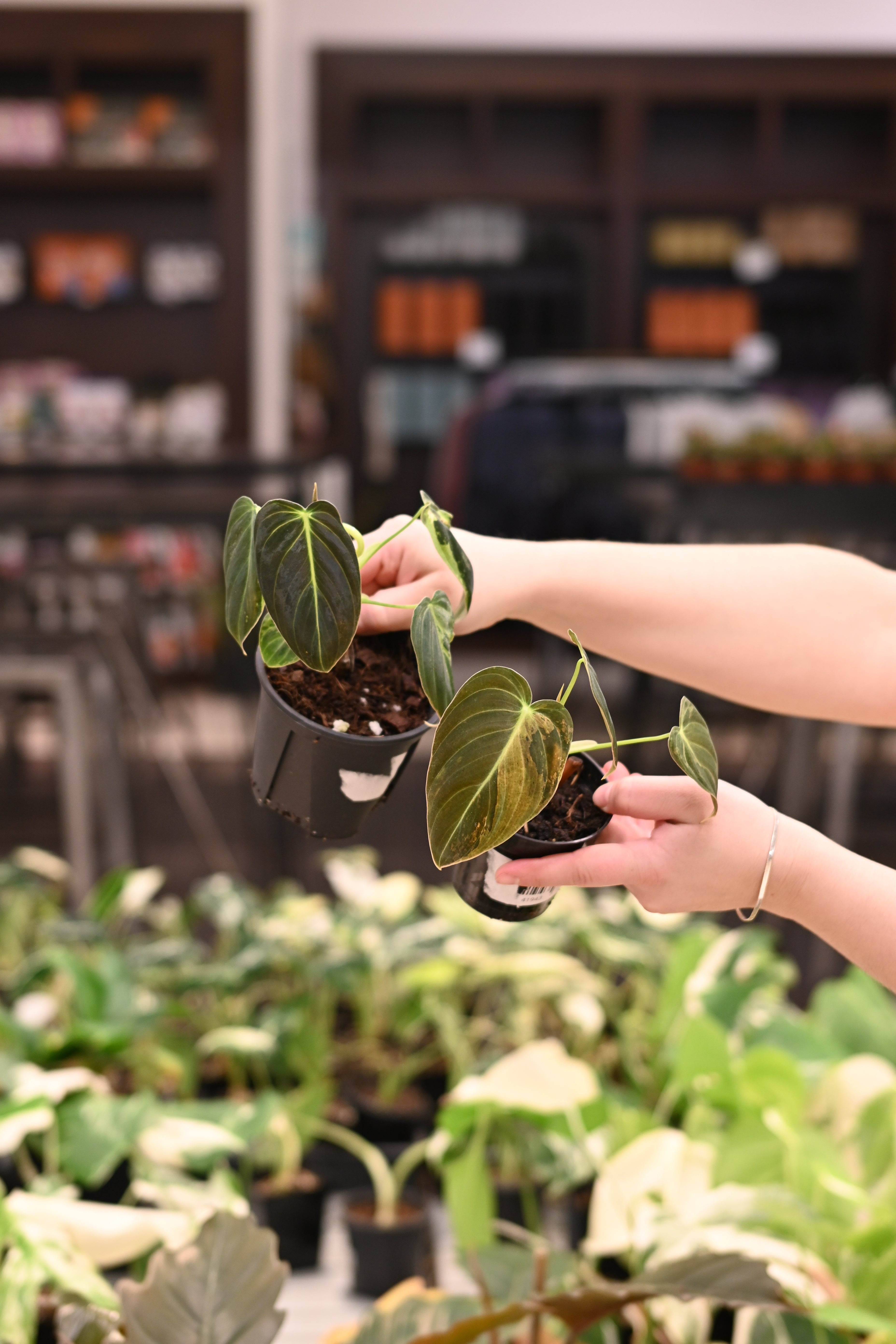 Philodendron Melanochrysum Variegated