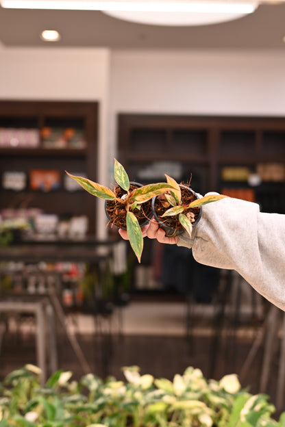 Philodendron Caramel Marble
