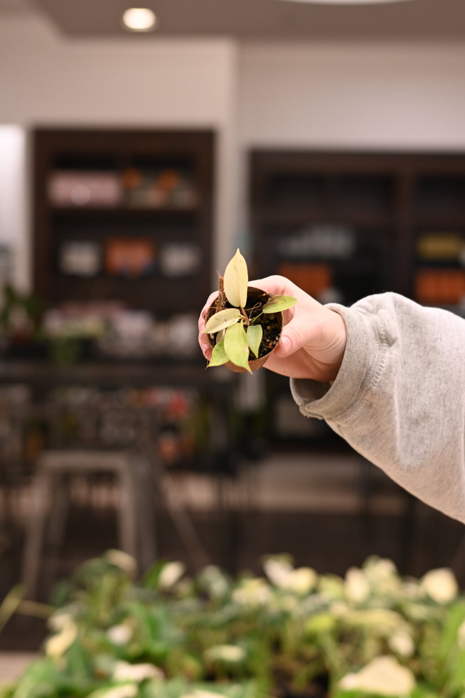 Philodendron Snowdrift