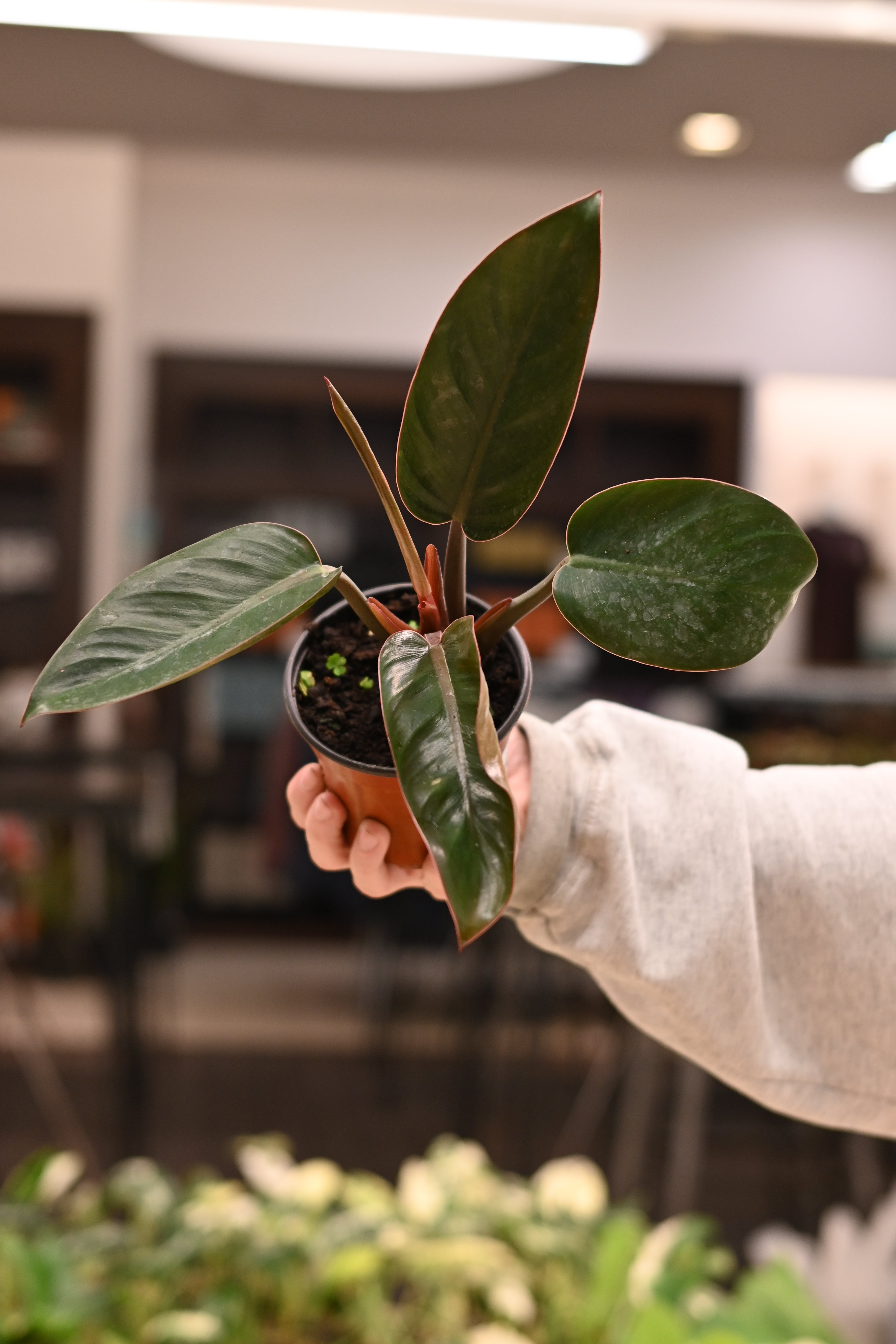 Philodendron Rojo Congo