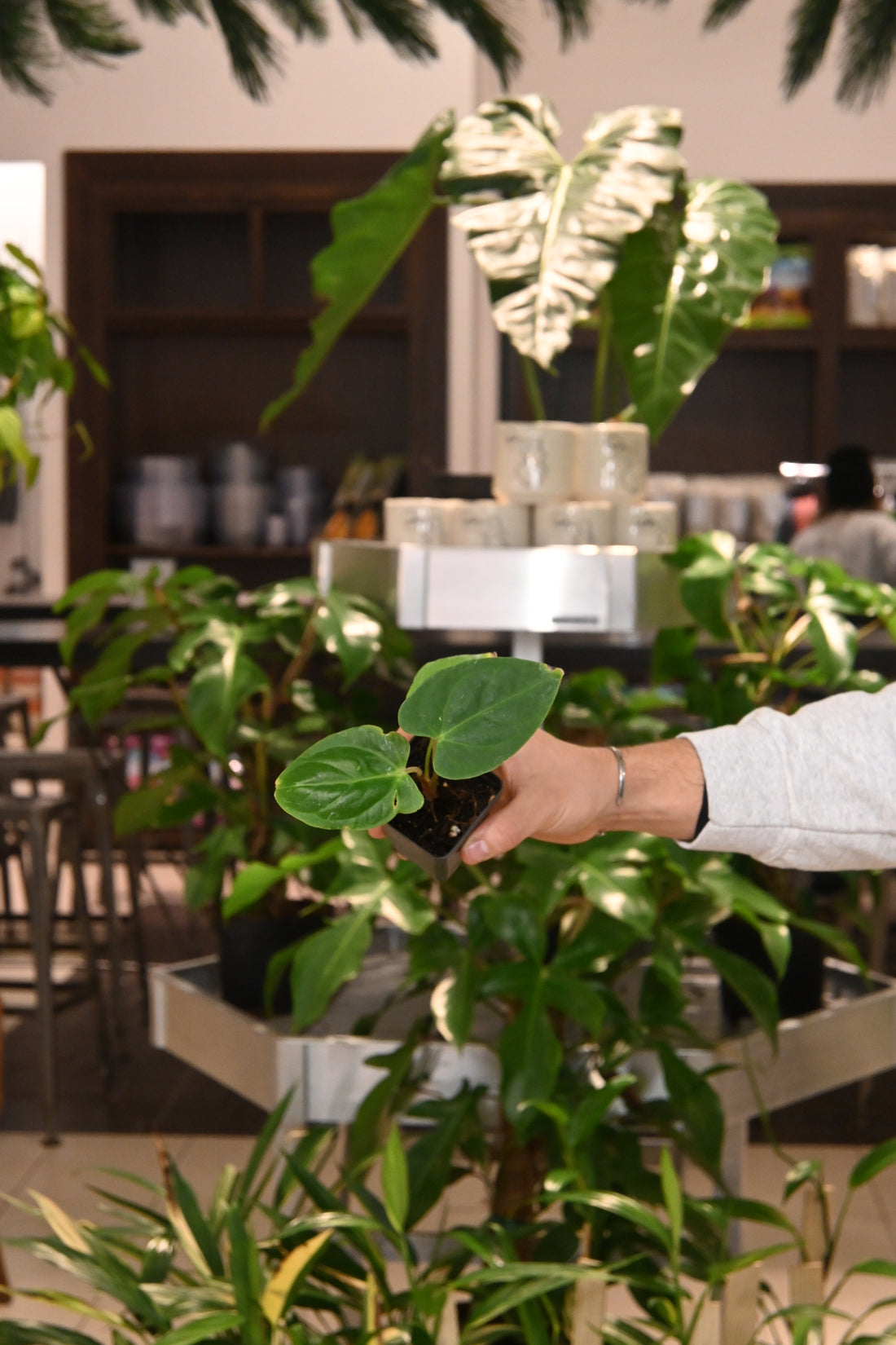 Anthurium Regale x Nigrolaminum