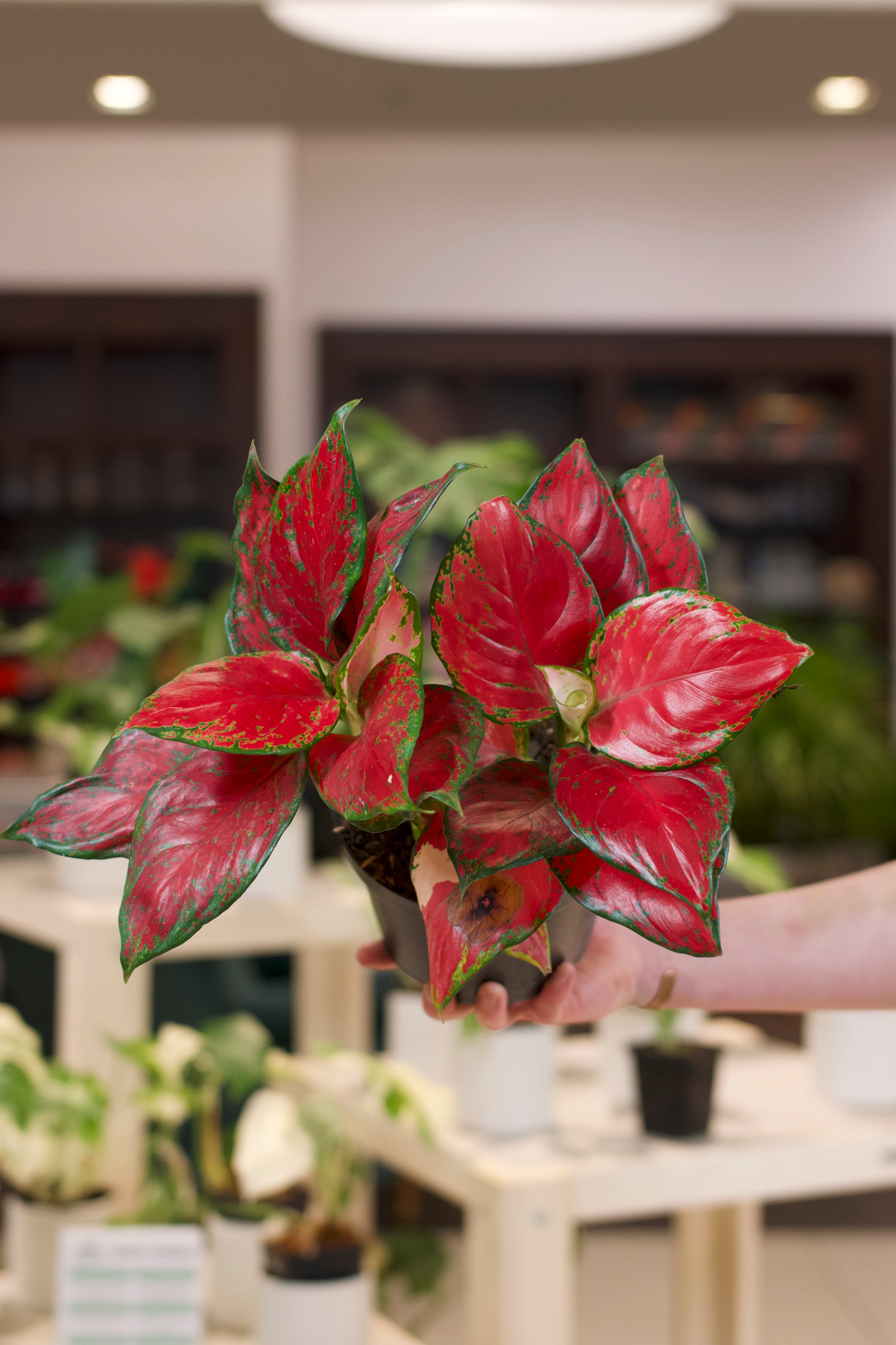 aglaonema latosolic red Aglaonema 'Majesty Red' – Lost in the Forrest