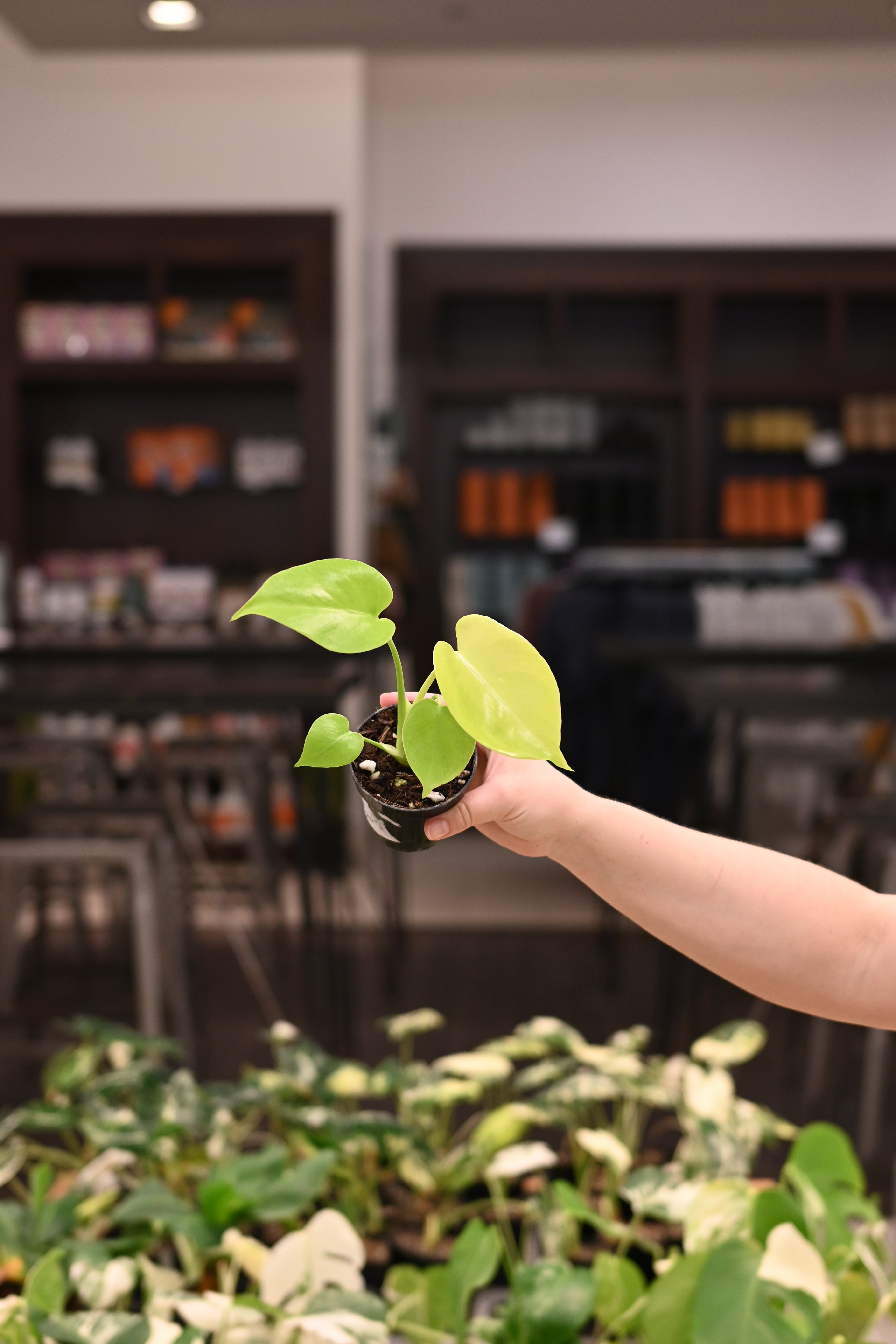 Monstera Lemon Lime – Lost in the Forrest