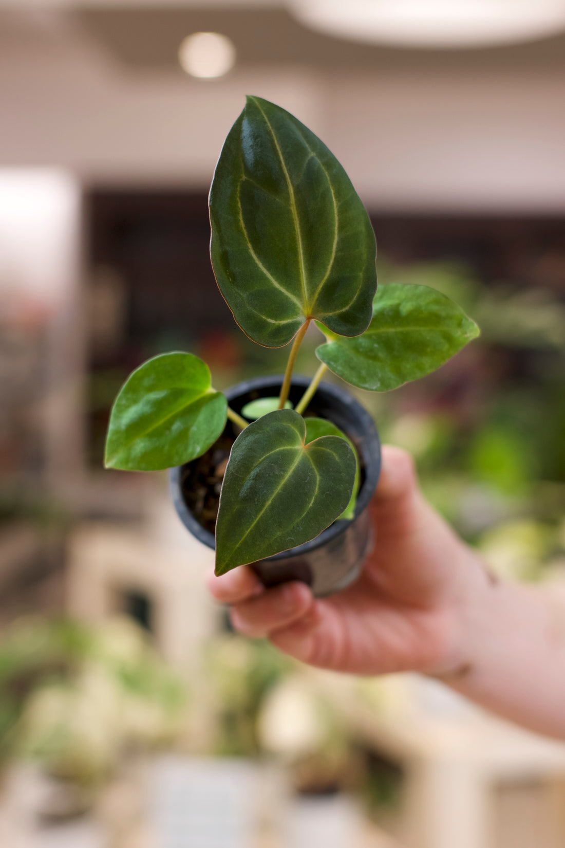 Anthurium Red Crystal (Purple Emergent) x &