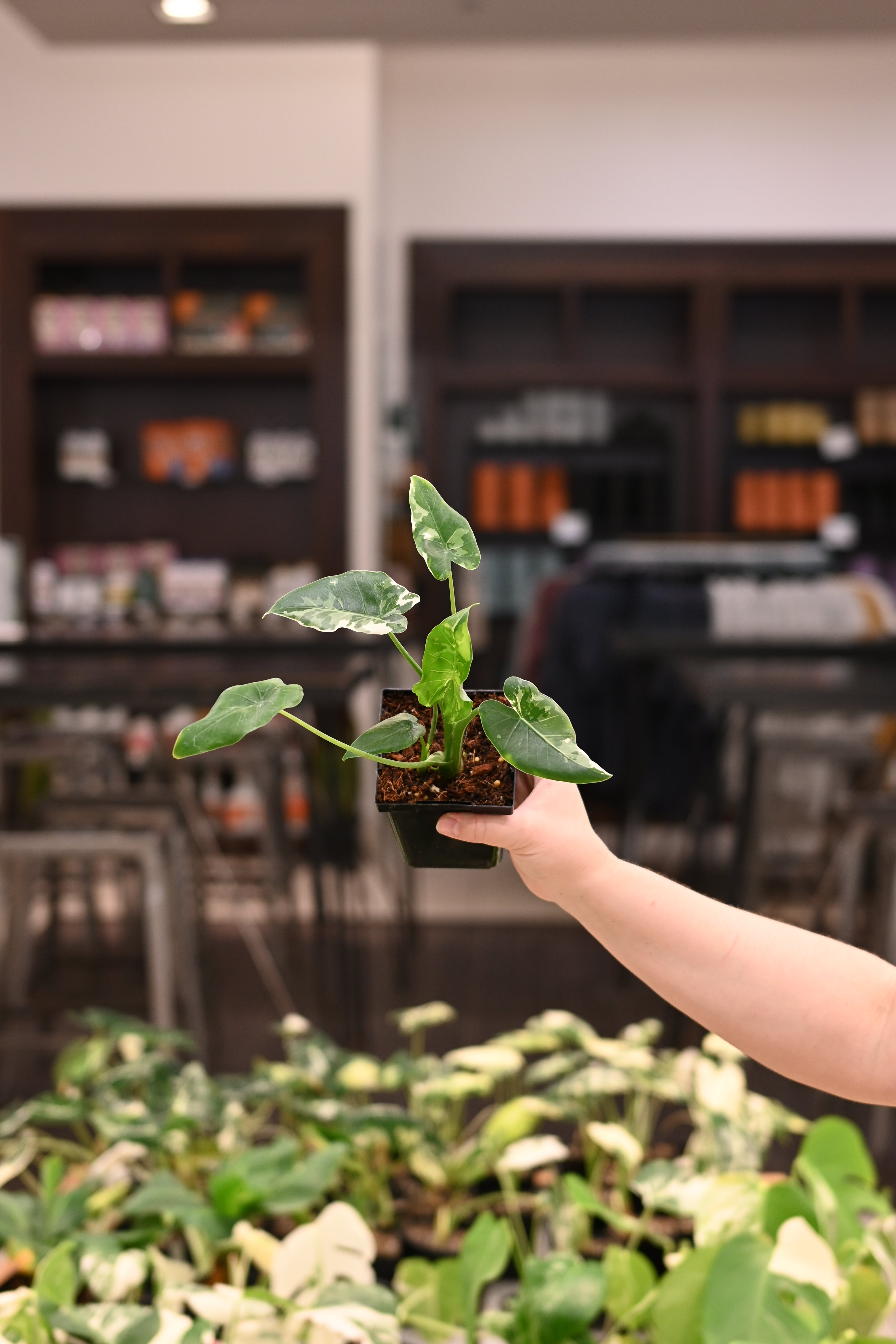 Alocasia Okinawa Silver