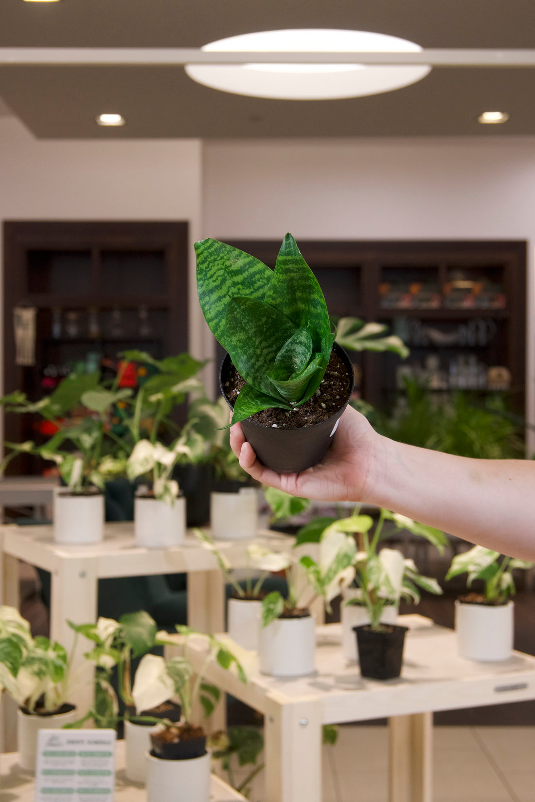 Sansevieria Jade Hahnii