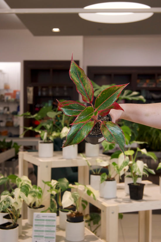 Aglaonema &
