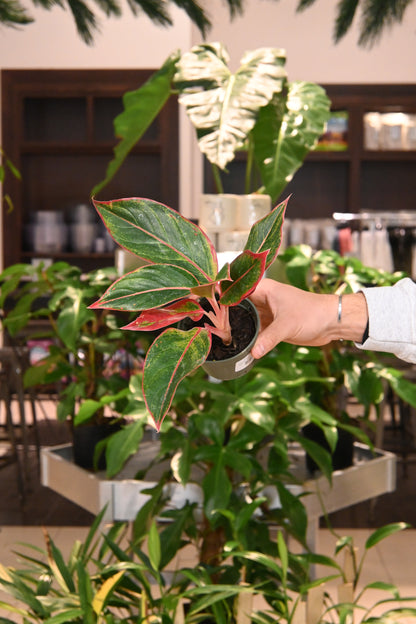 Aglaonema Siam Red