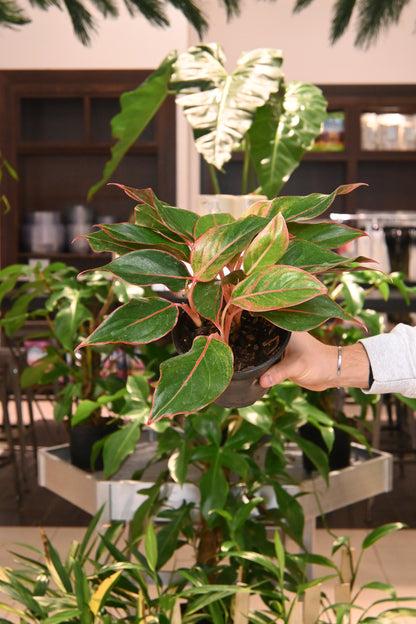 Aglaonema Siam Red