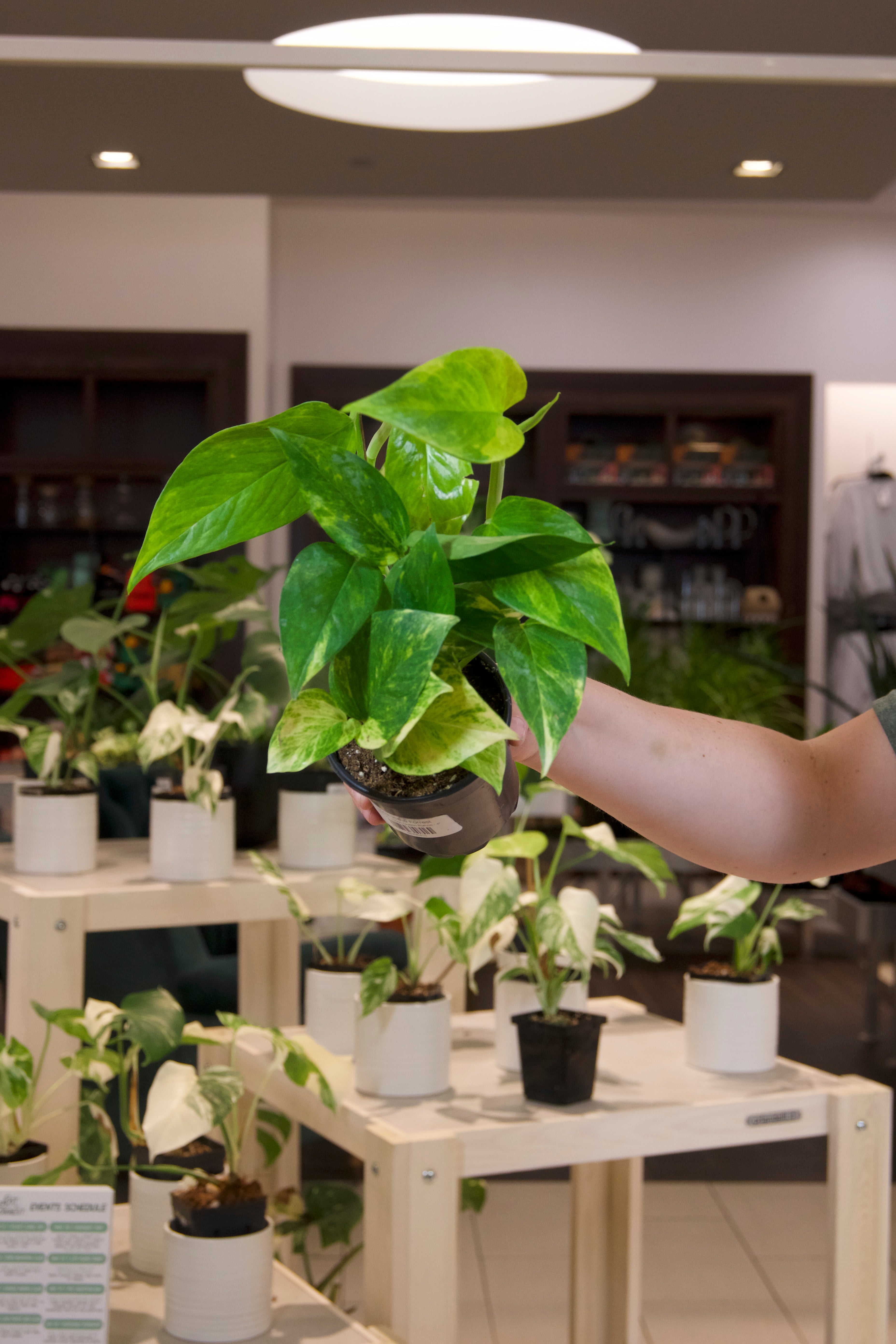 Neon Queen Pothos