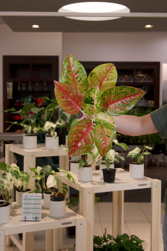 Aglaonema &