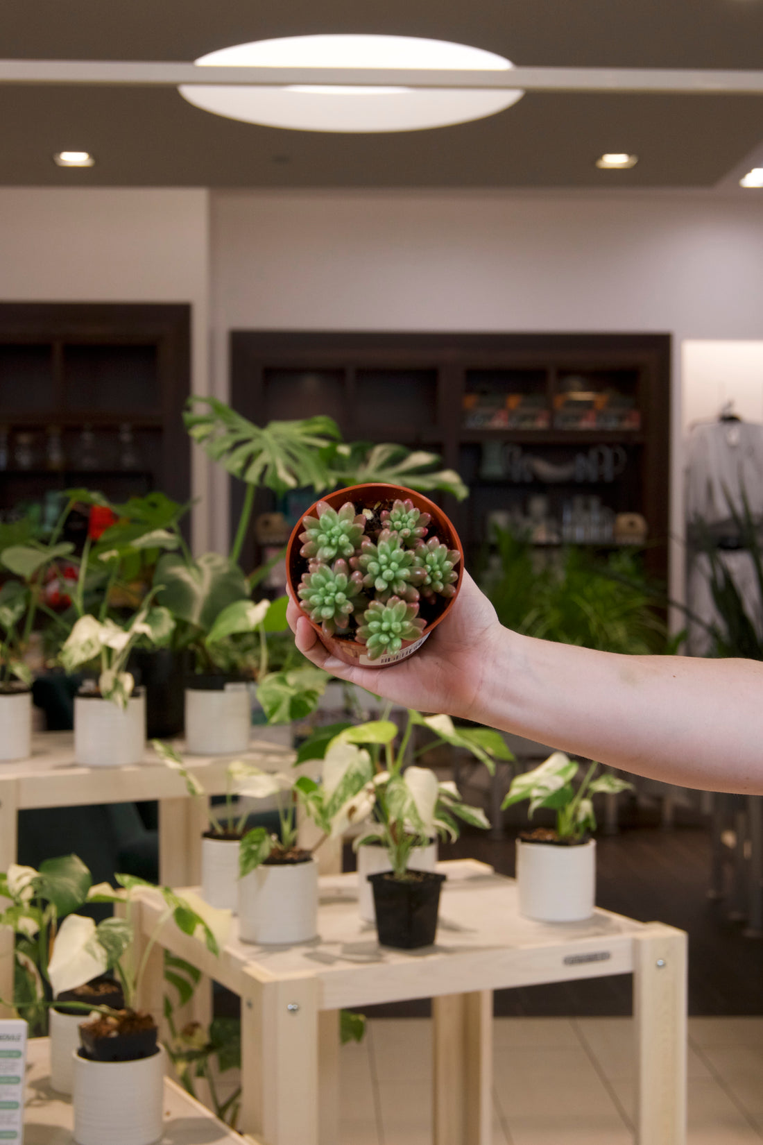 Sedum Jelly Bean Variegated