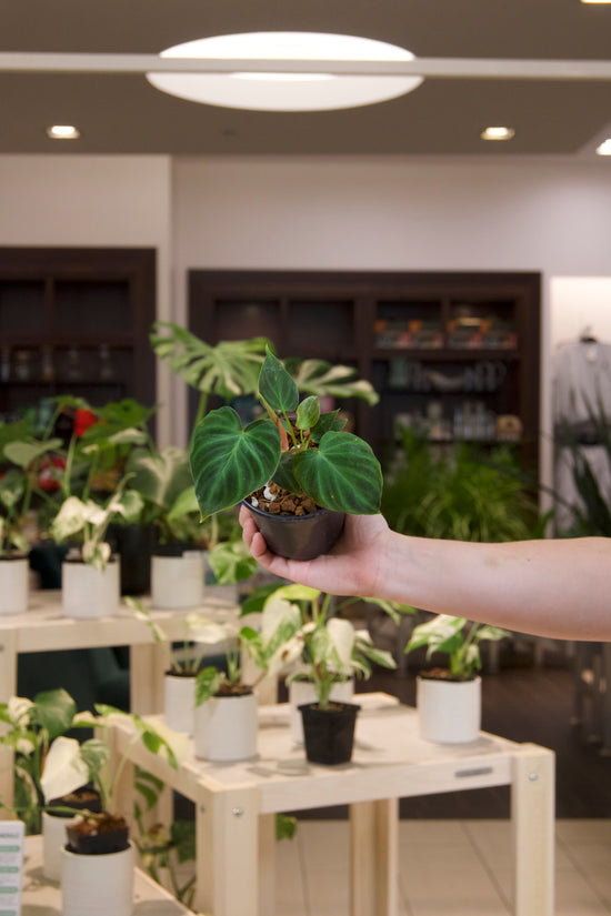 Philodendron Verrucosum Netherlands