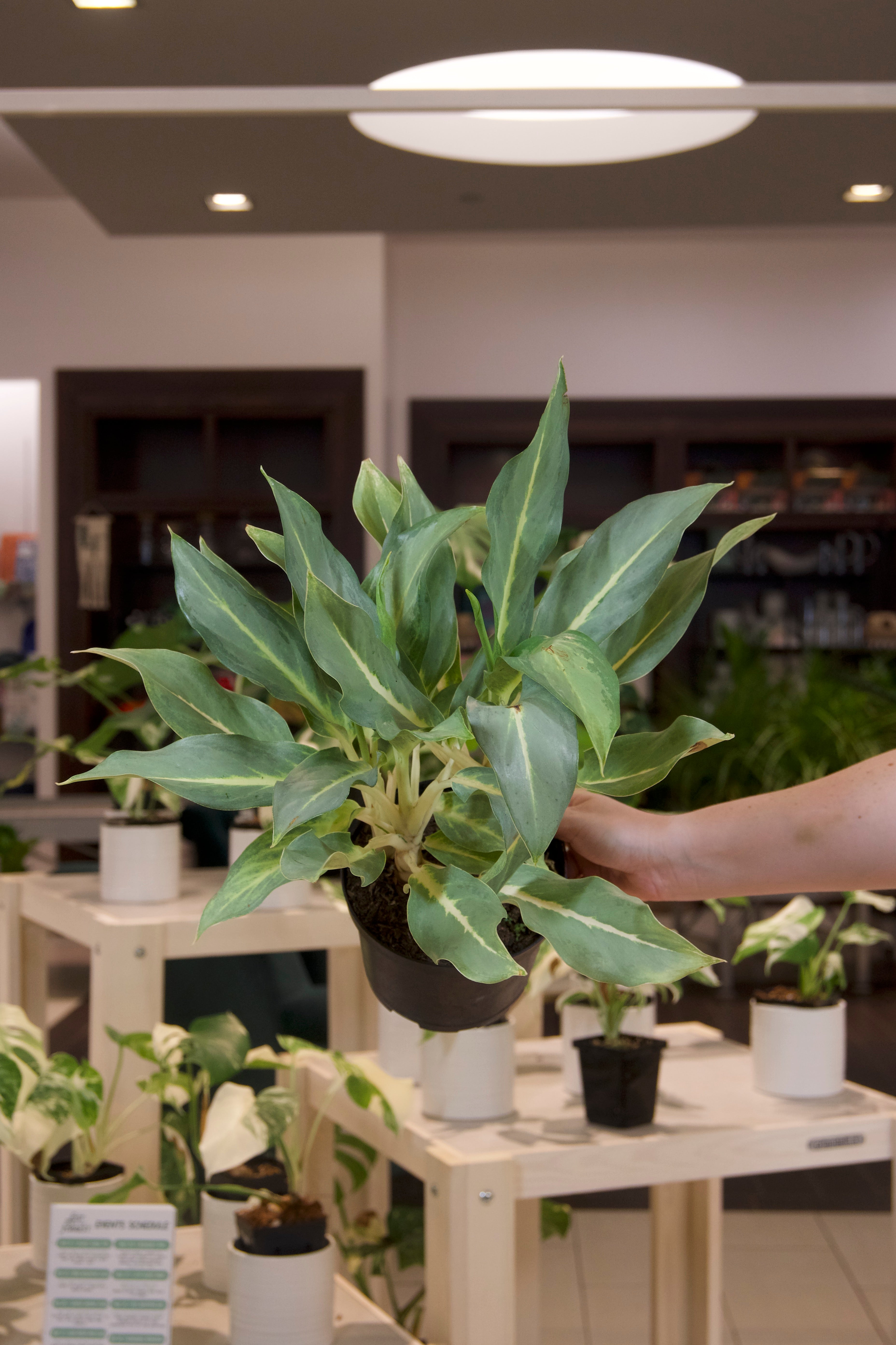 Aglaonema &