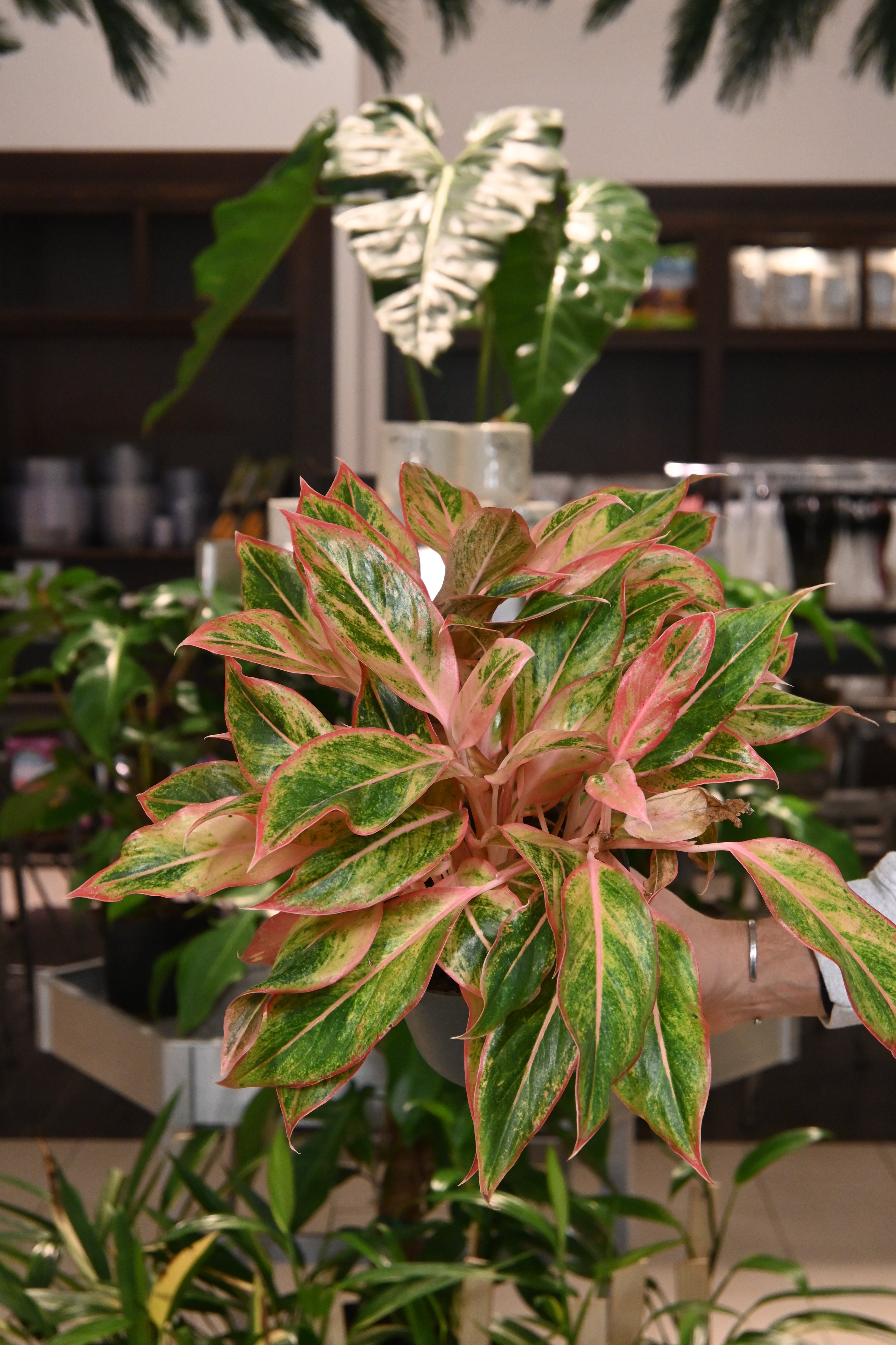 Aglaonema Siam Orange