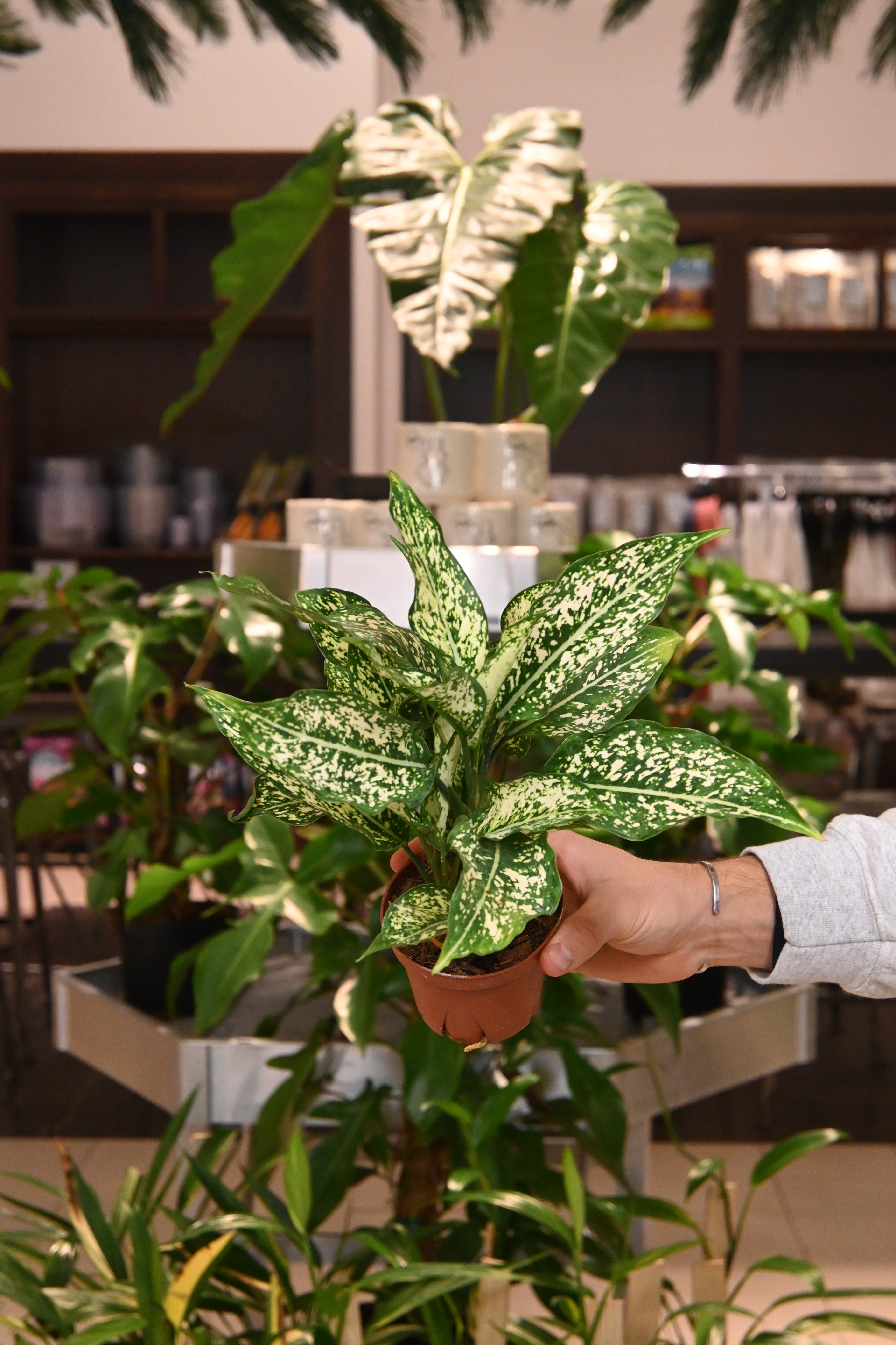 Aglaonema Snow White