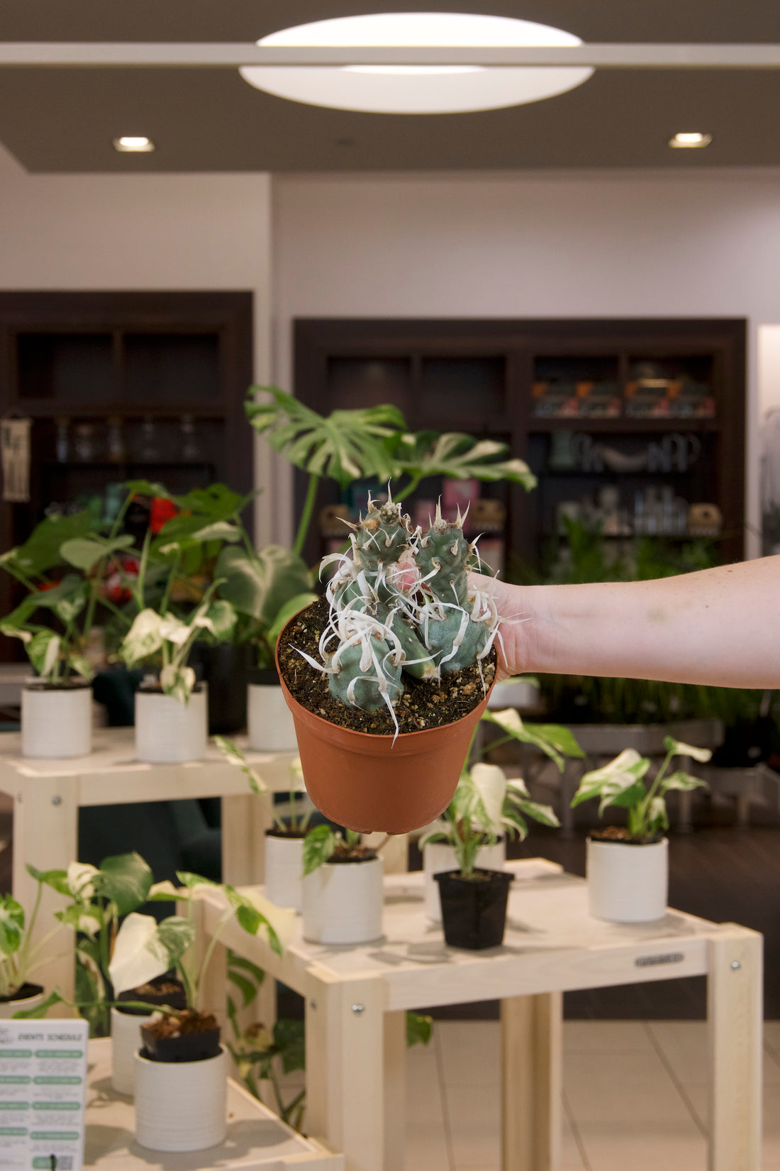 Paper Cactus