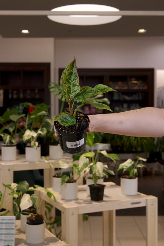 Aglaonema Red Army