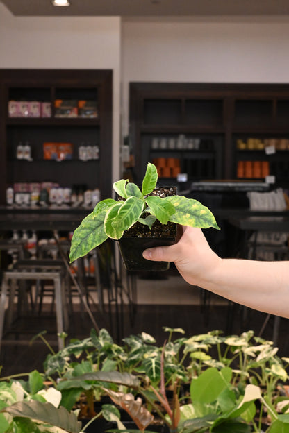 Hoya Multiflora Variegated