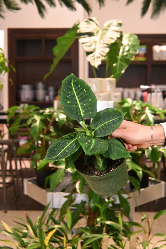 Dieffenbachia Reflector