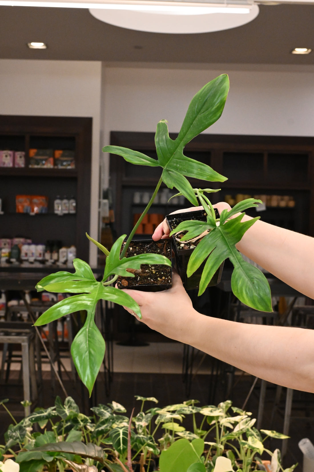 Philodendron Glad Hands
