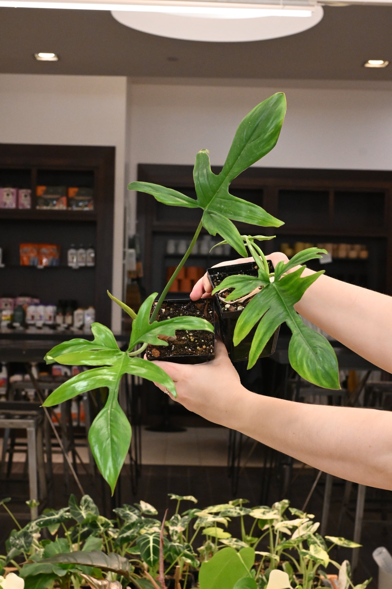 Philodendron Glad Hands