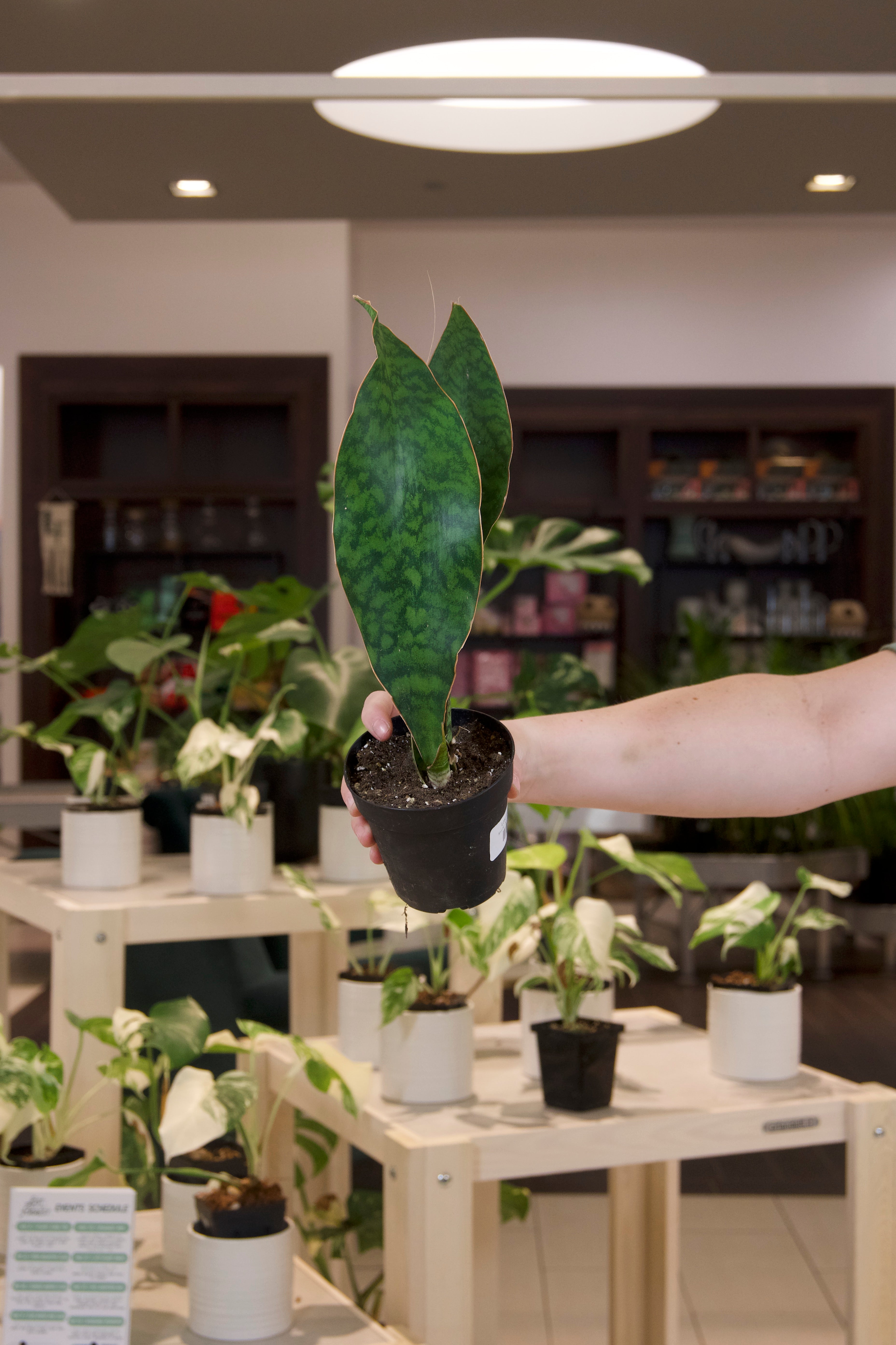 Sansevieria Whalefin