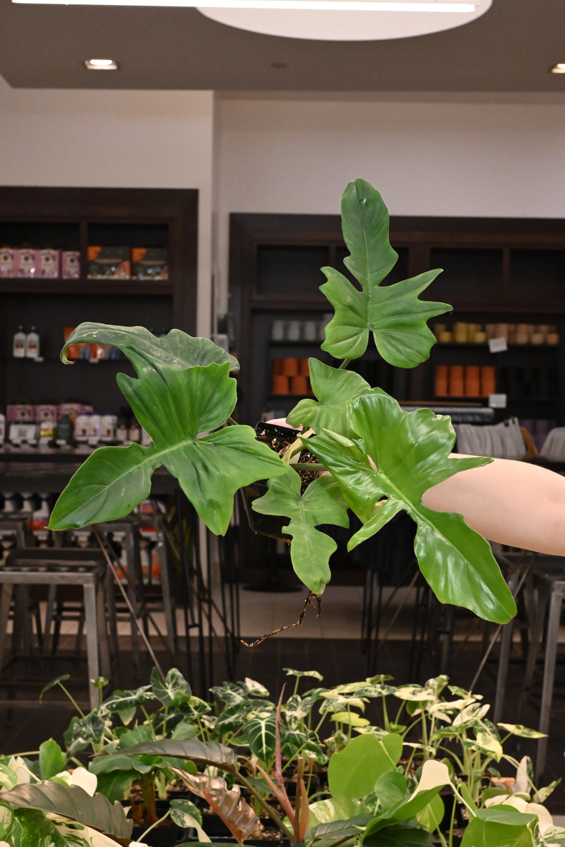 Philodendron Florida Beauty X Mayoii