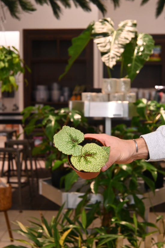 Begonia Masoniana &