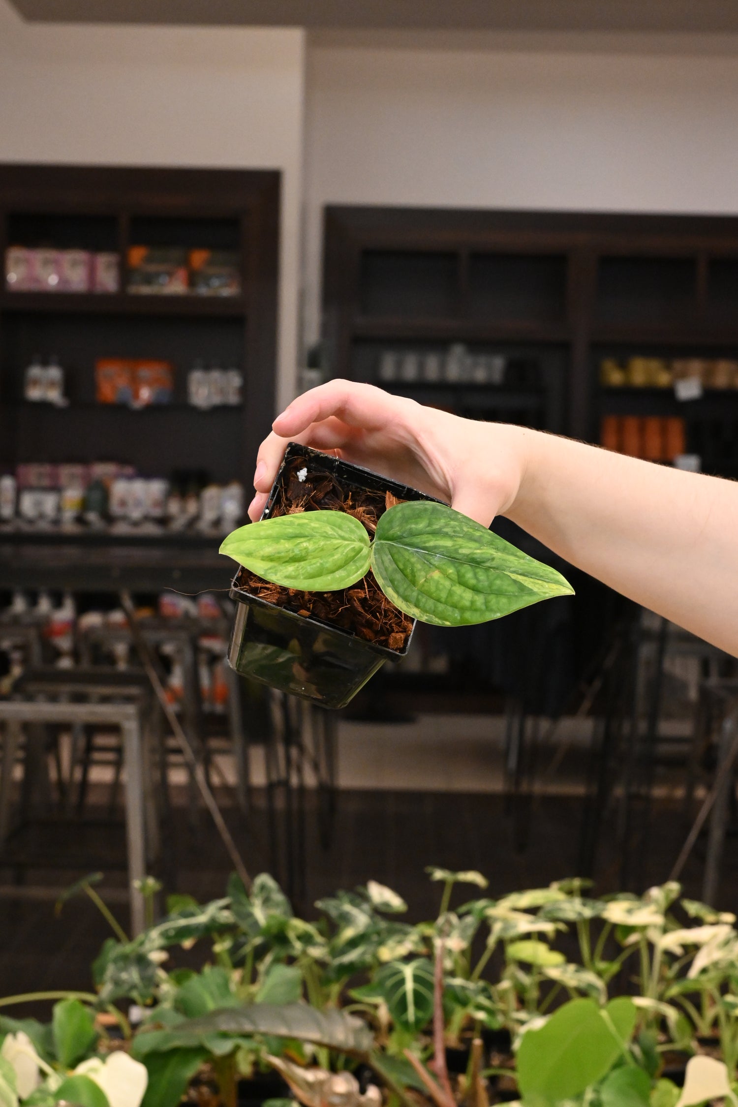 Monstera Peru Variegated