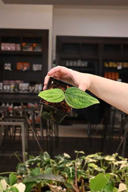 Monstera Peru Variegated