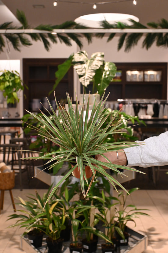 Dracaena Bicolor Tip