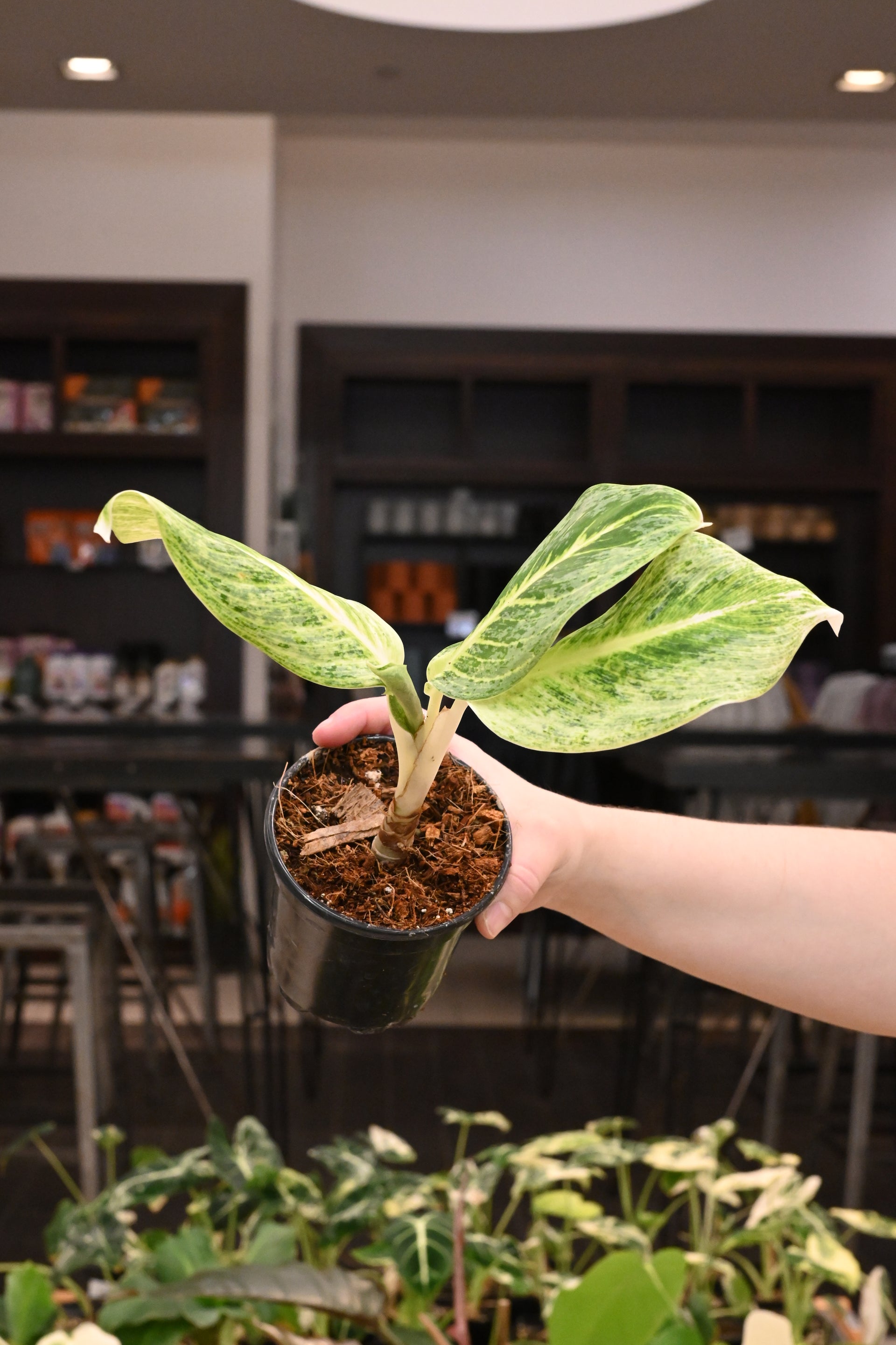 aglaonema lemon lime Aglaonema Honey Lemon – Lost in the Forrest