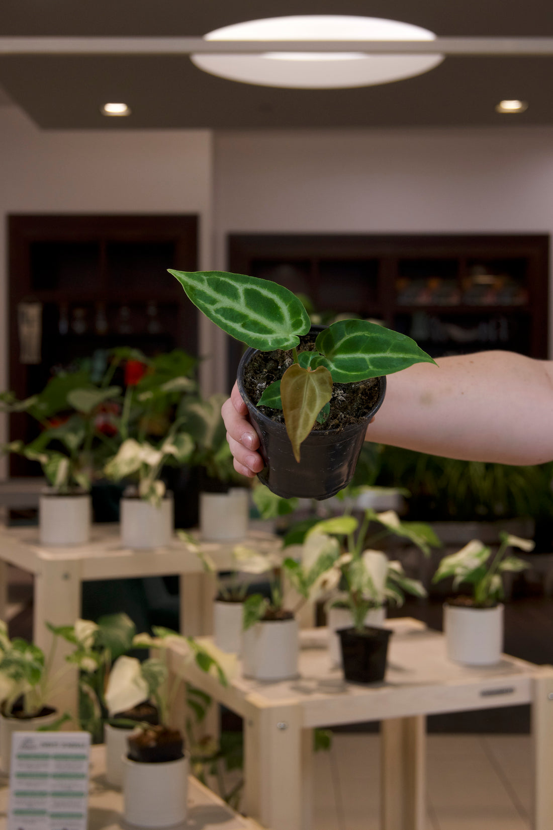 Anthurium Crystallinum Hope x Magnificum