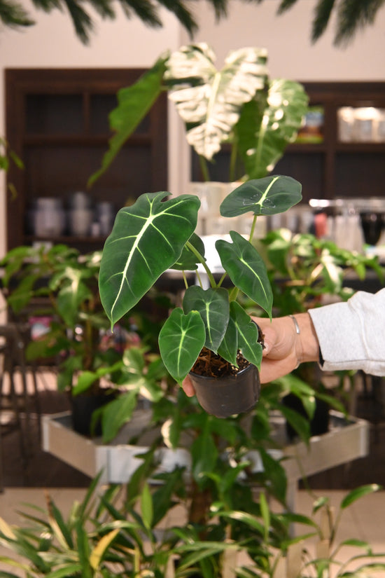 Alocasia Frydek