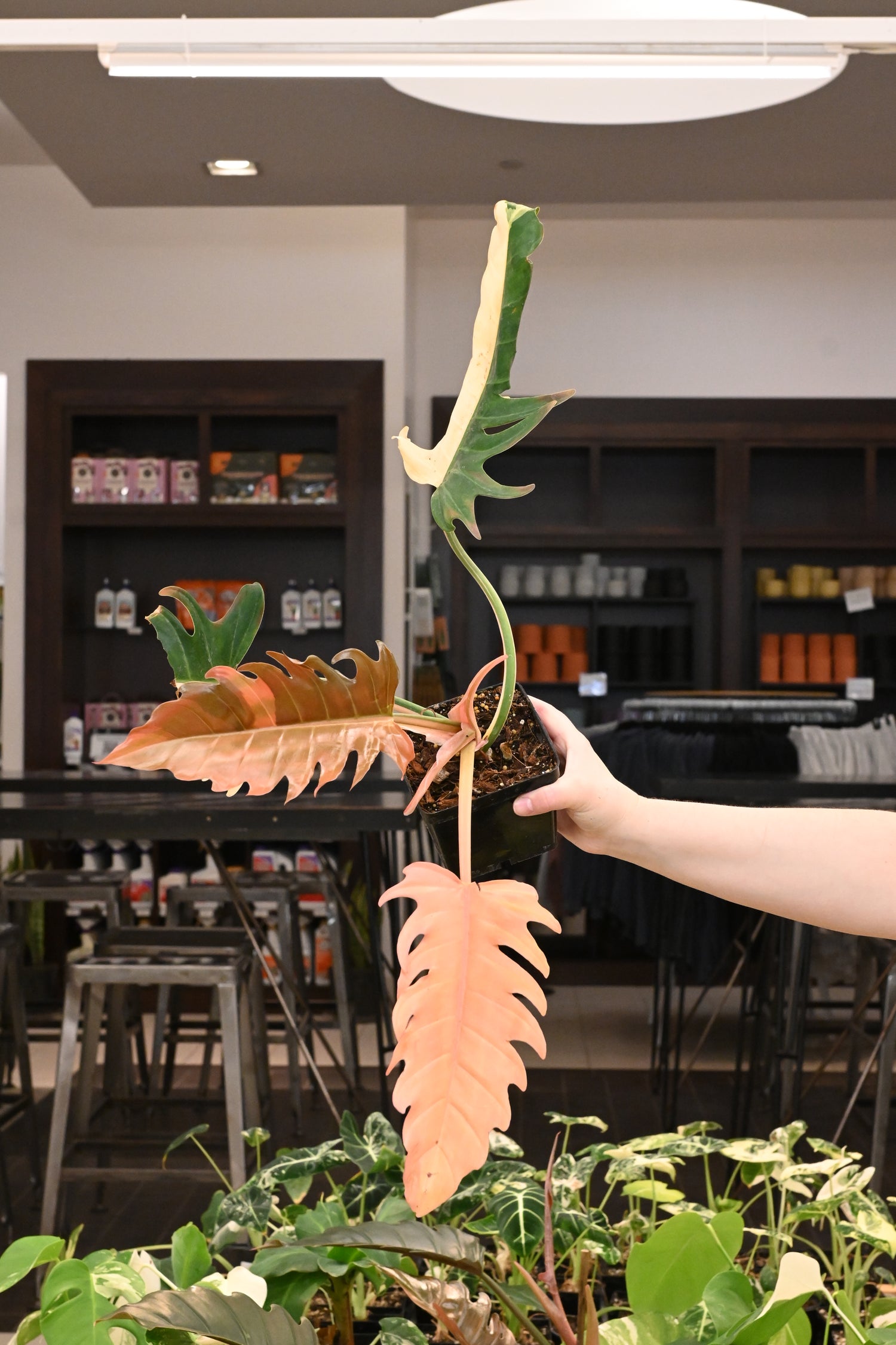 Philodendron Caramel Marble