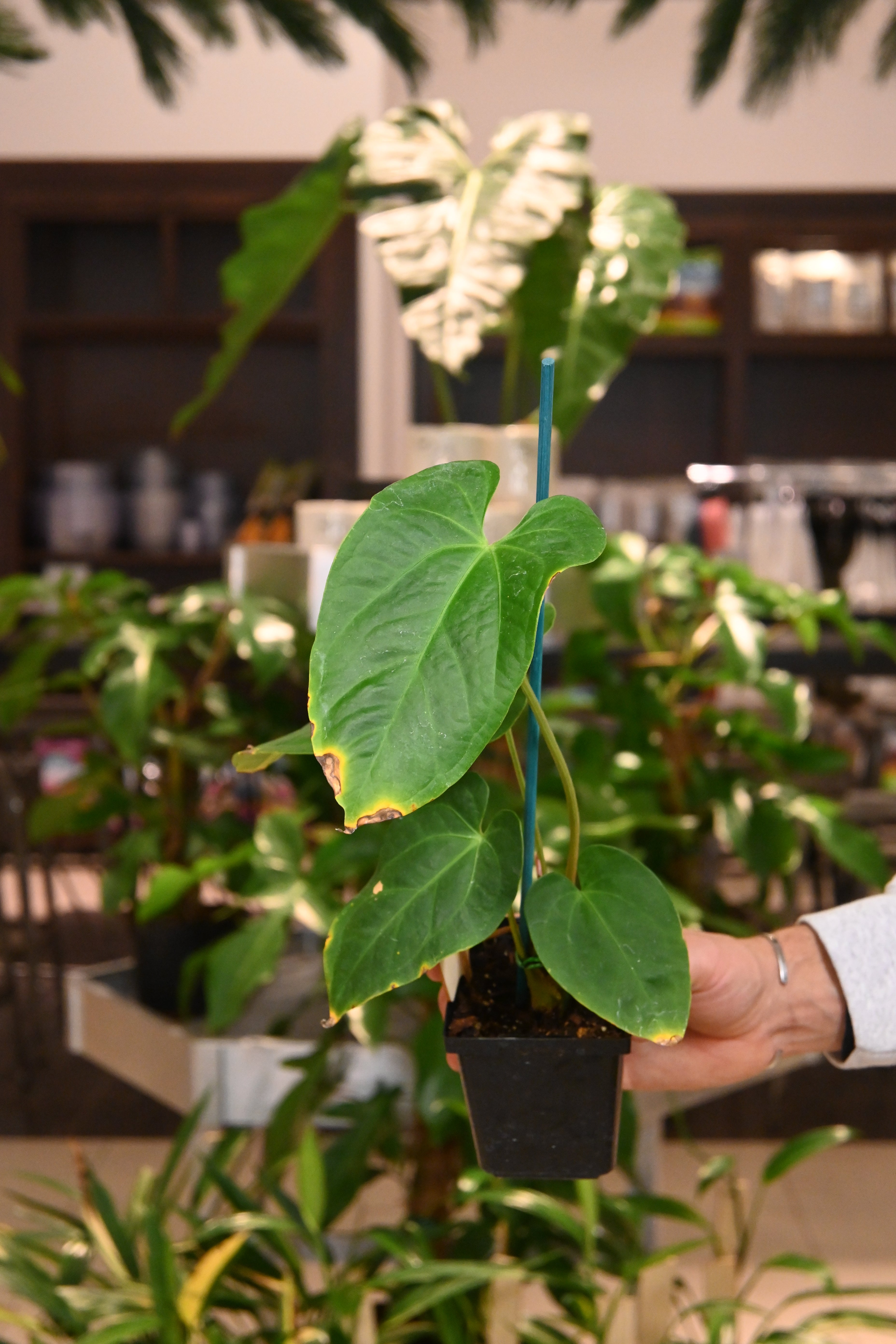 Anthurium Nigrolaminum x Crystallinum