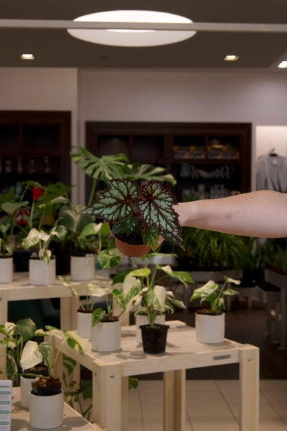 Begonia Rex