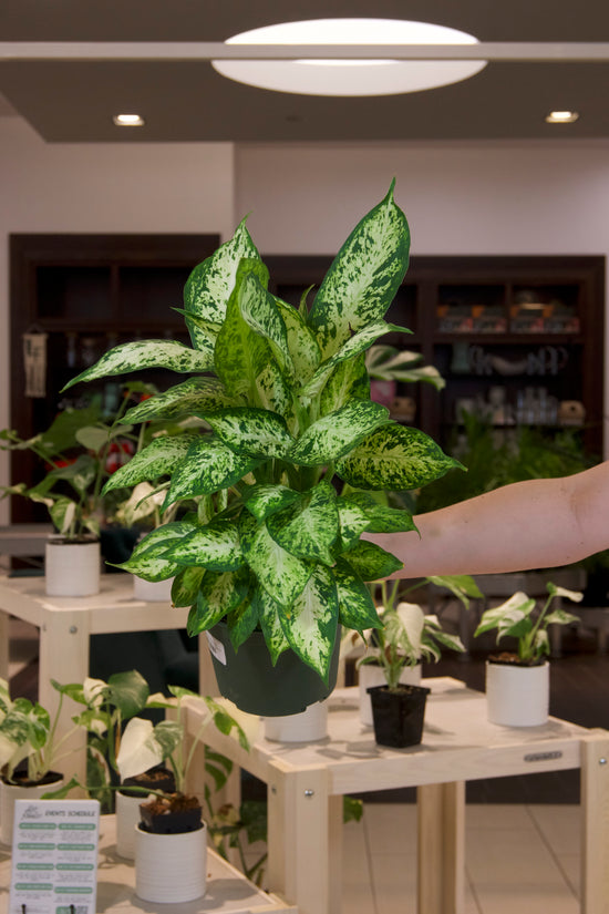 Dieffenbachia Amy