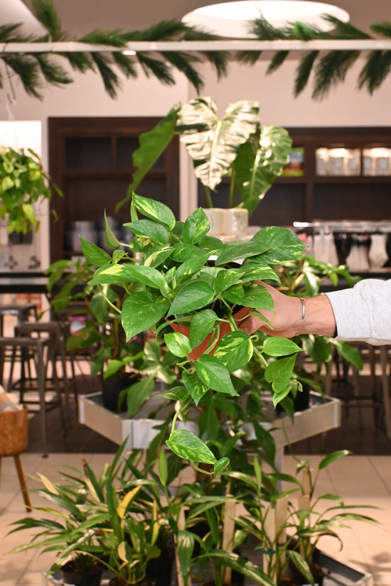 Golden Pothos