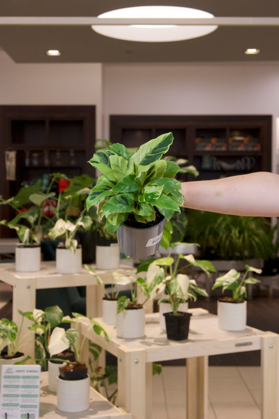 Calathea Yellow Fusion