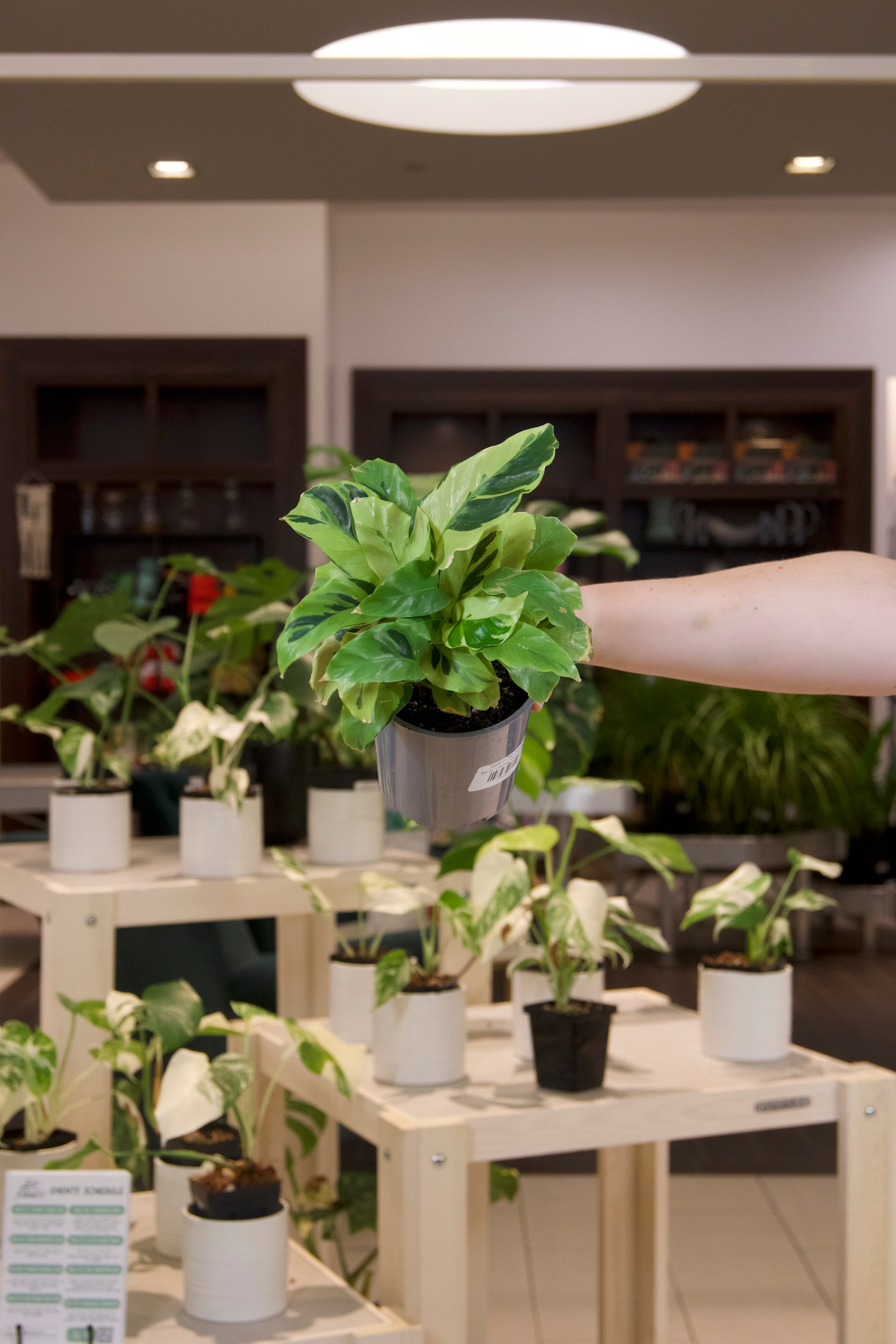 Calathea Yellow Fusion