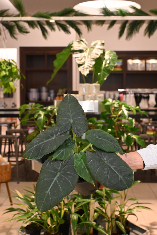 Alocasia Maharani
