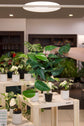 Epipremnum Pinnatum Albo