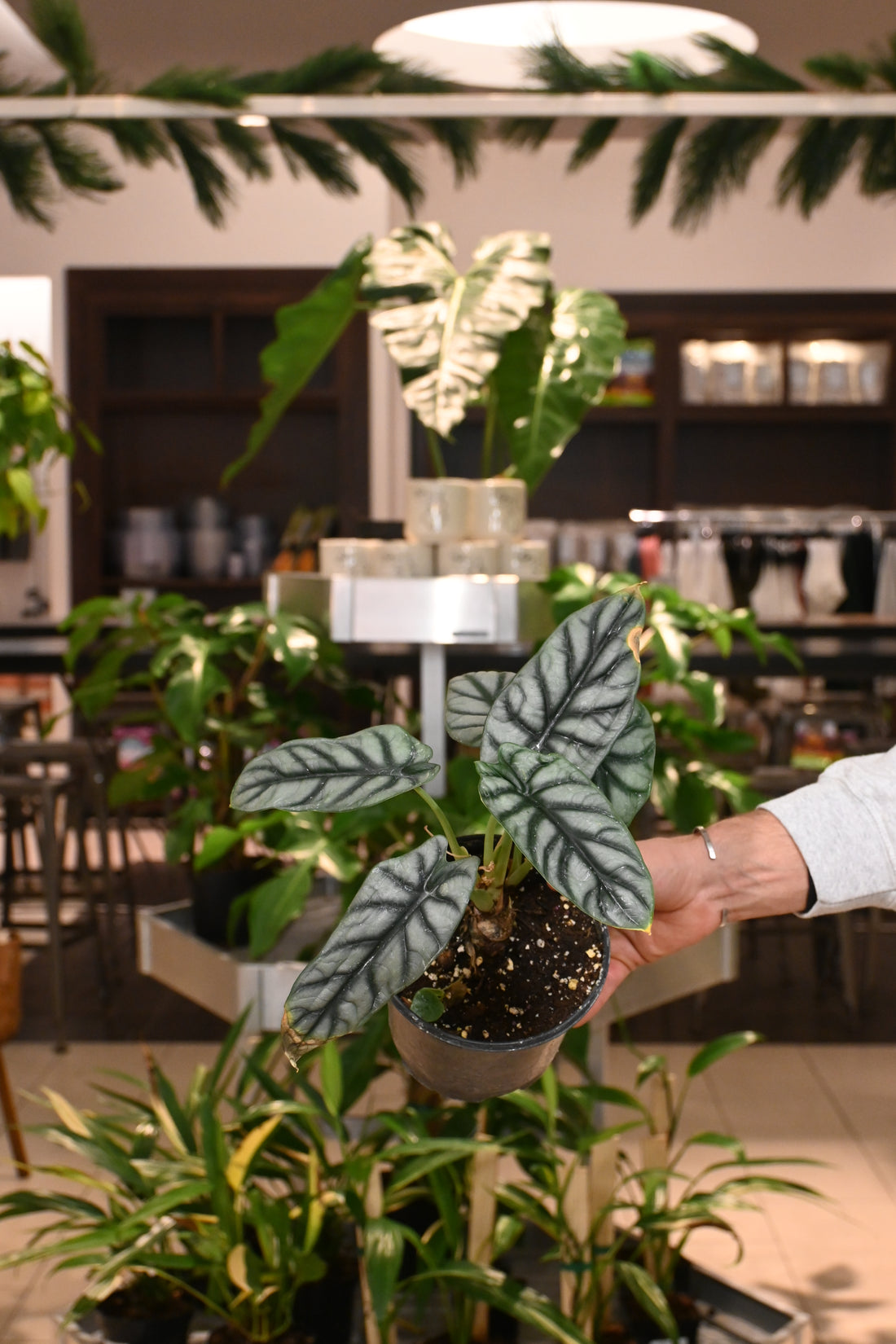 Alocasia Silver Dragon