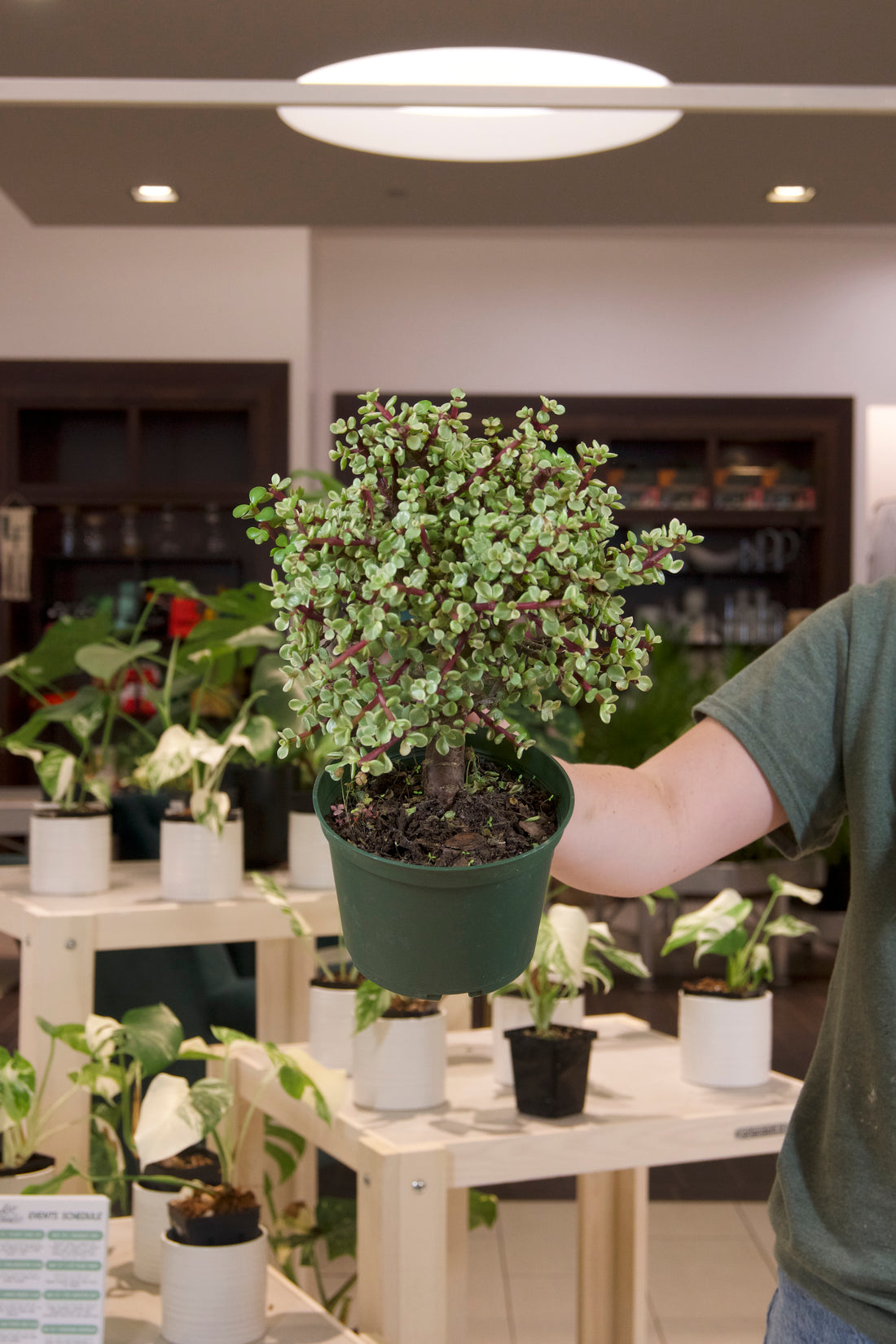 Jade Bonsai Variegated